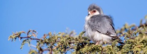 Pygmy Falcon