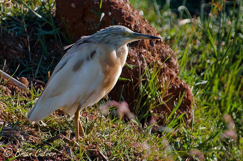 Squacco Heron
