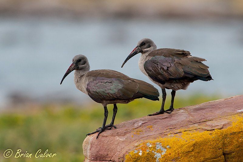 Hadeda Ibis