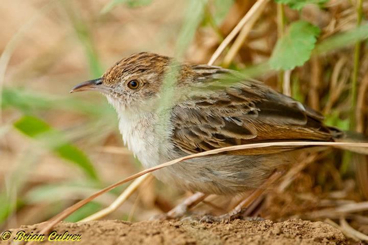 Rattling Cisticola