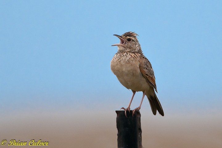Rufous-naped Lark
