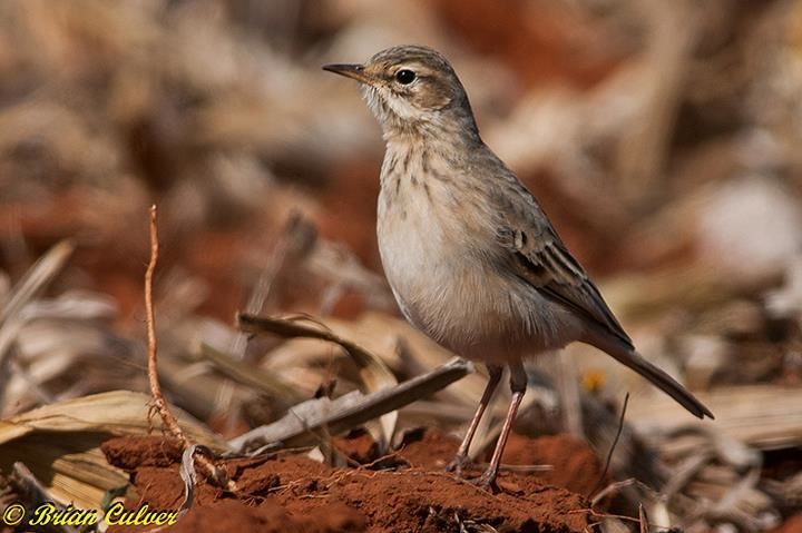 African Pipit