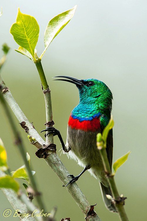 Southern Double-collared Sunbird