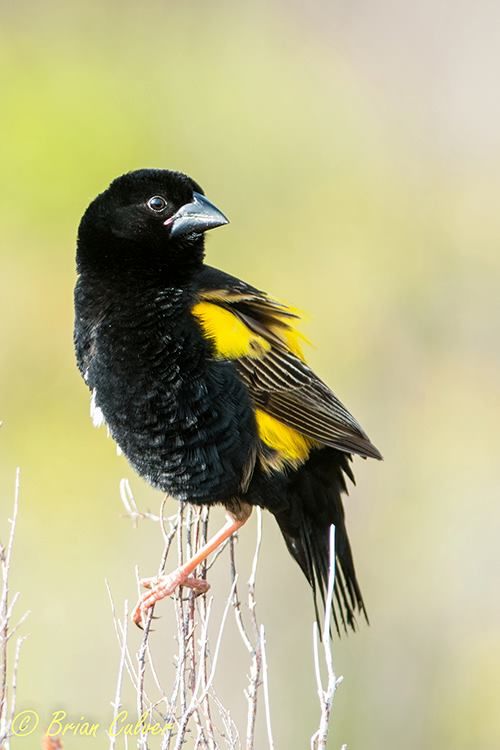 Yellow Bishop