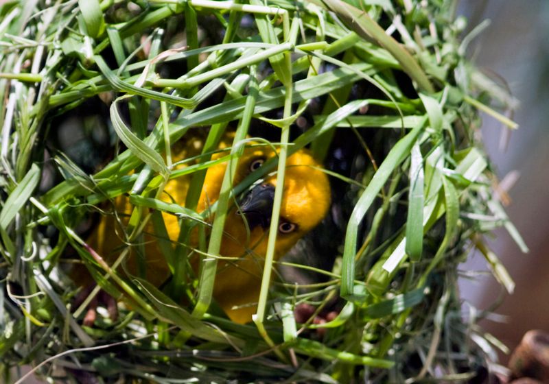 Cape Weaver