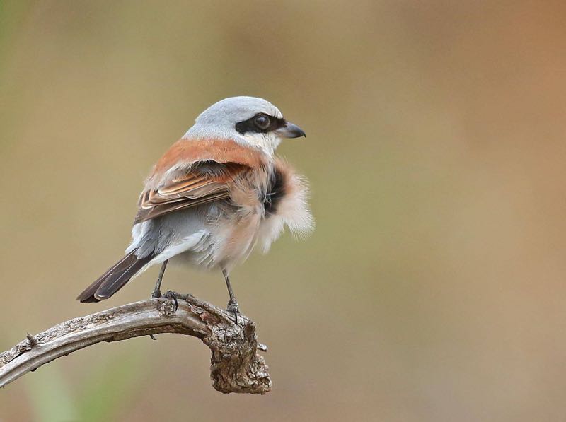 Red-backed Shrike
