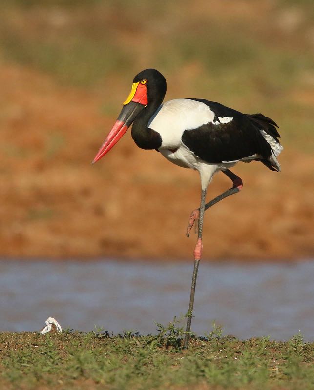 Saddle-billed Stork