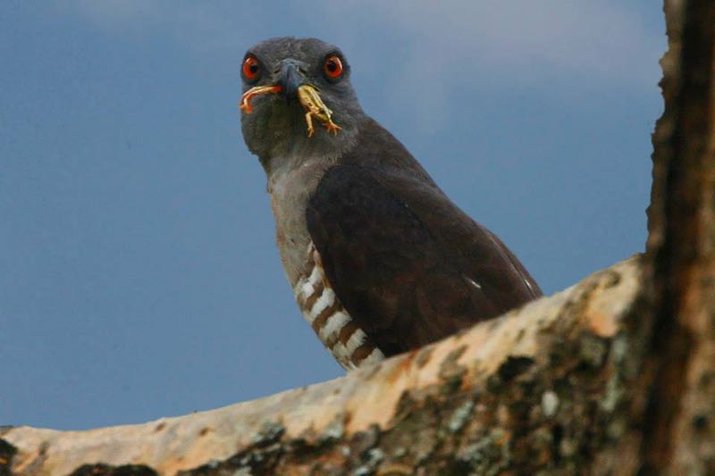 African Cuckoo-Hawk