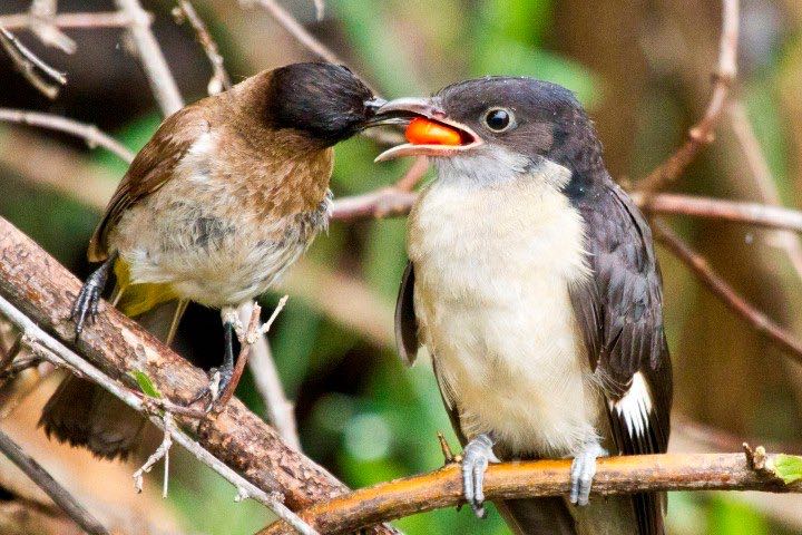 Jacobin Cuckoo fed by a Dark-capped Bulbul