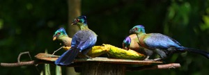 Purple Crested Turaco