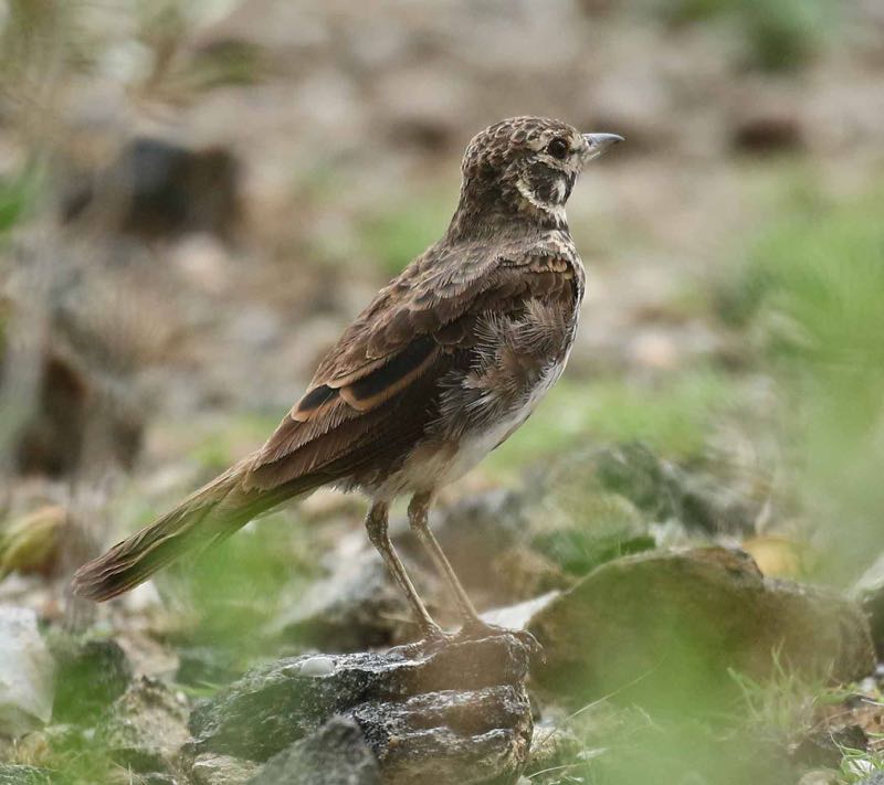 Dusky Lark