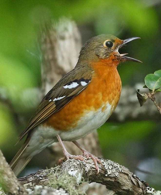 Orange Ground-Thrush