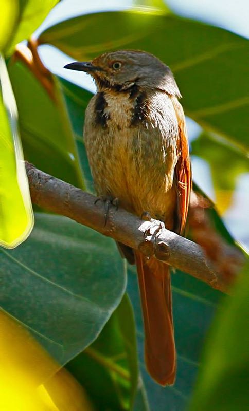 Collared Palm-Thrush