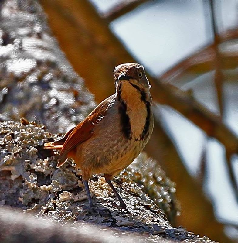 Collared Palm-Thrush