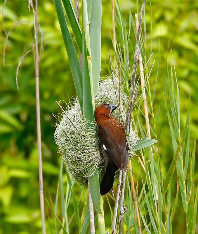 Thick-billed Weaver