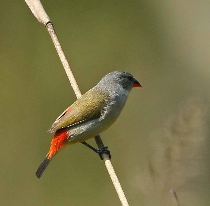 Swee Waxbill female