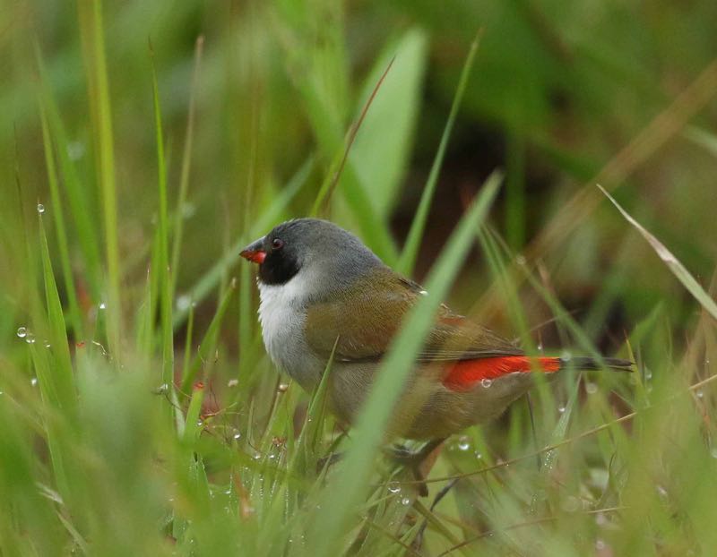 Swee Waxbill male