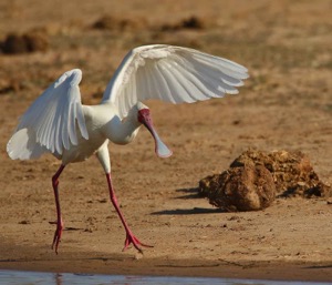 Spoonbill