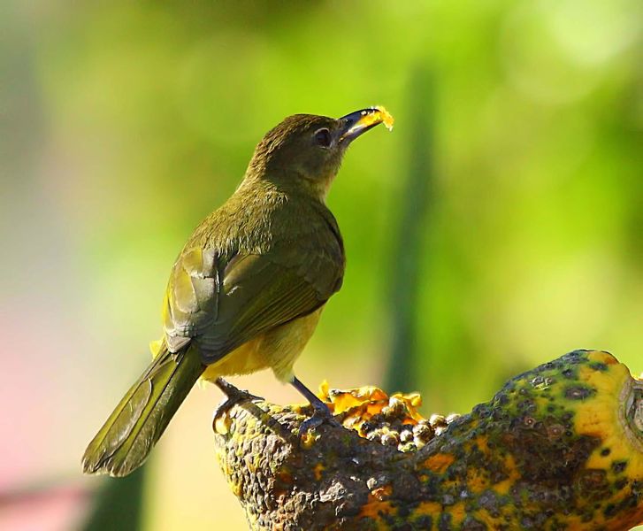 Yellow-bellied Greenbul