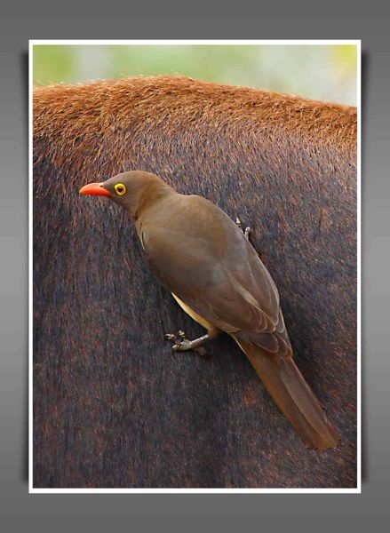Red-billed Oxpecker