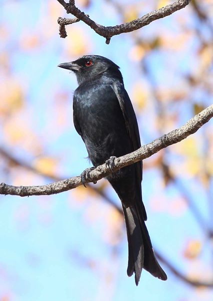 Fork-tailed Drongo