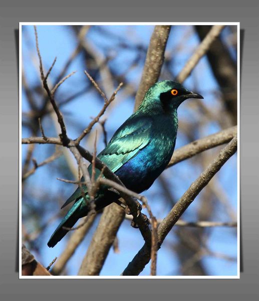 Greater Blue-eared Starling