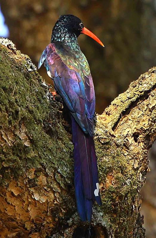 Green Wood-Hoopoe