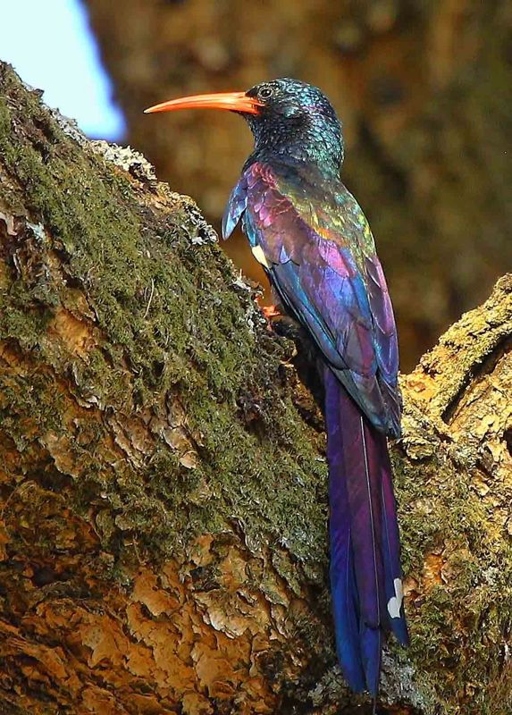 Green Wood-Hoopoe