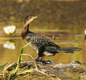 Reed Cormorant