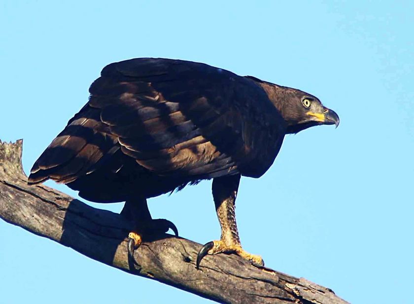 African Crowned Eagle