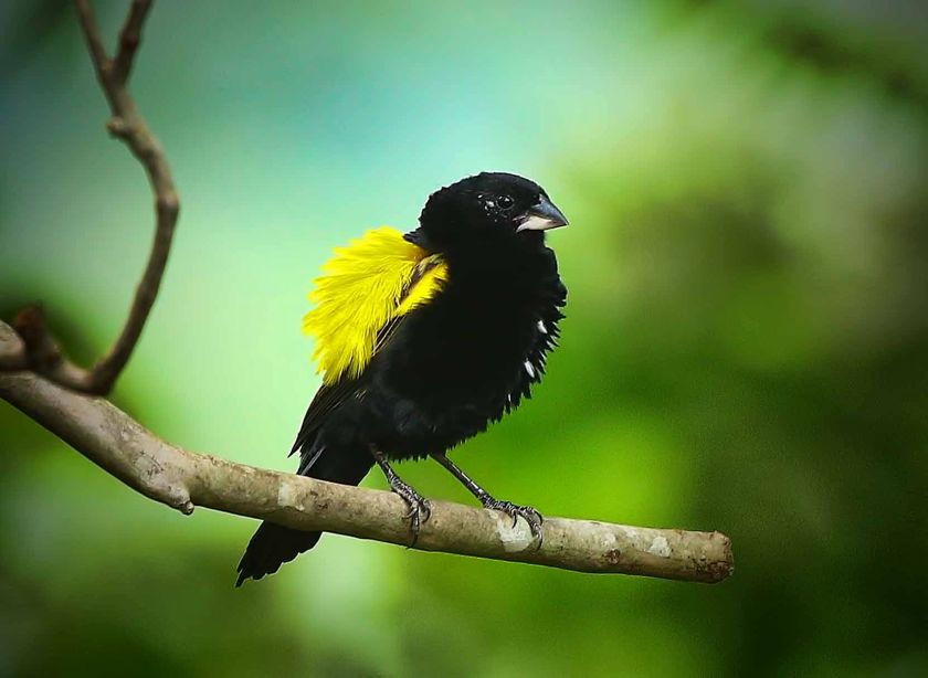 Yellow Bishop