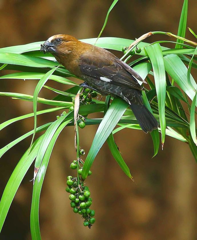 Thick-billed Weaver