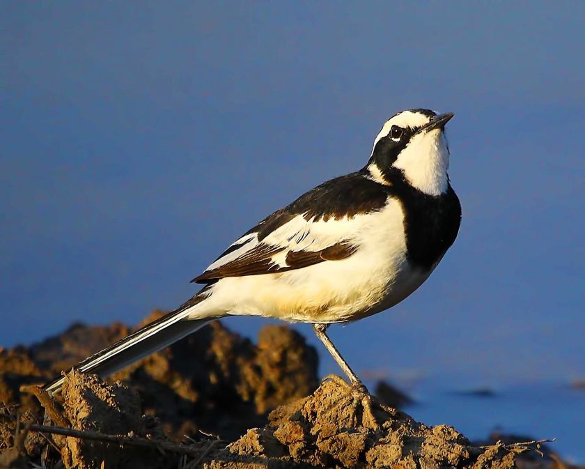African Pied Wagtail
