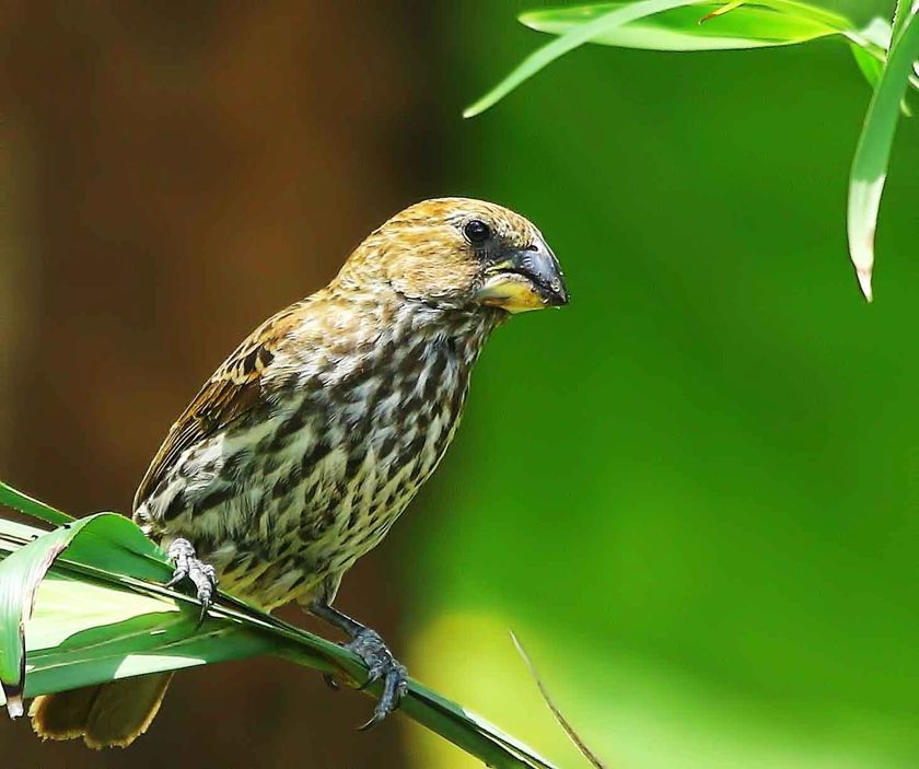 Thick-billed Weaver