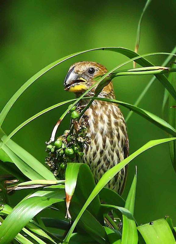 Thick-billed Weaver