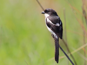 Common Fiscal