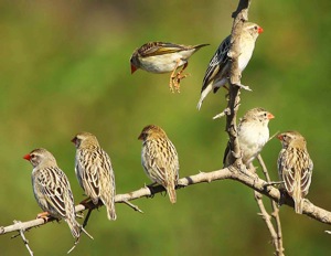 Red-billed Quelea