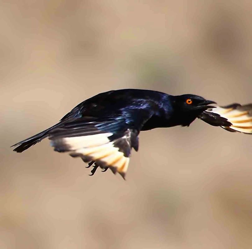 Pale-winged Starling