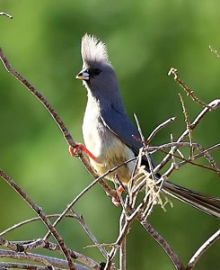 White-backed Mousebird
