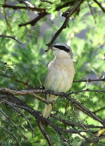Lesser Grey Shrike