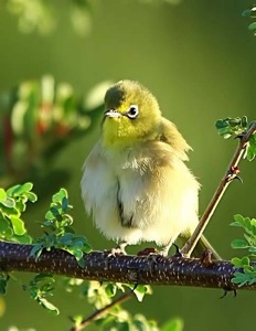 Orange River White-eye