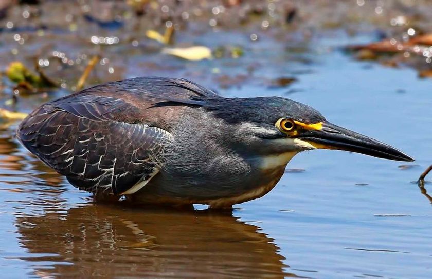 Striated Heron