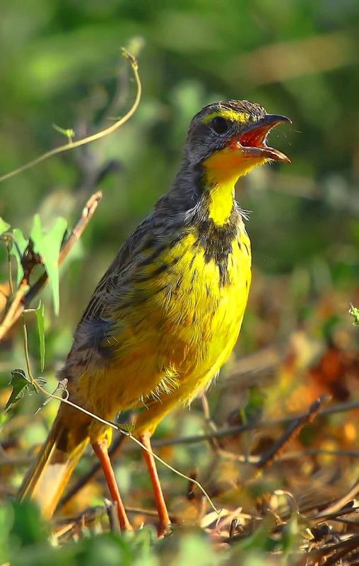 Yellow-throated Longclaw