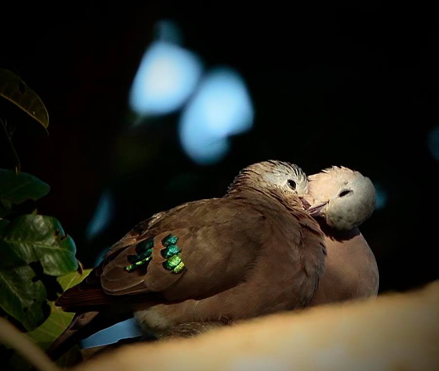 Emerald-spotted Wood-Dove