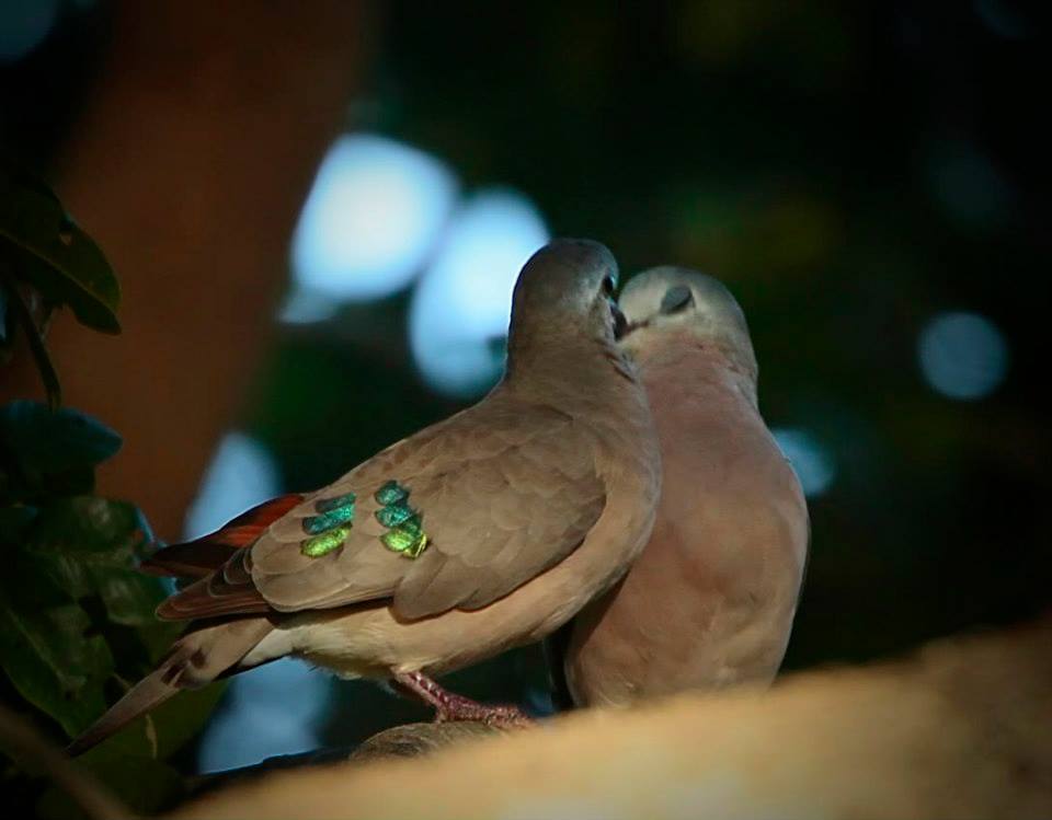 Emerald-spotted Wood-Dove
