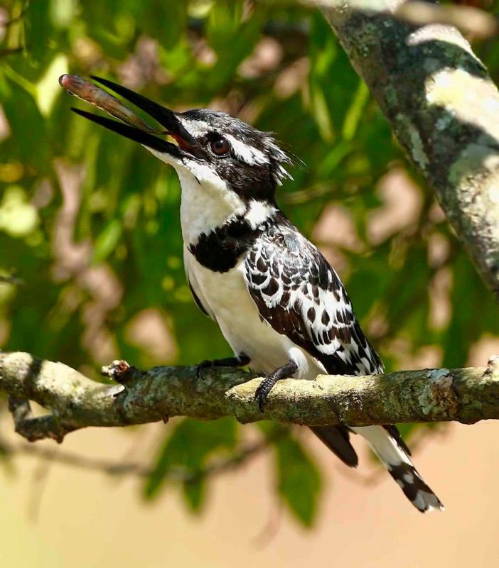 Pied Kingfisher