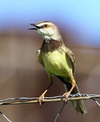 Black-chested Prinia