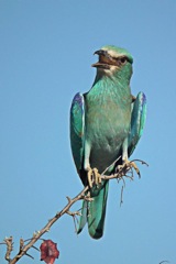 European Roller