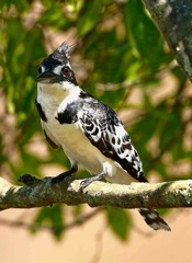 Pied Kingfisher1