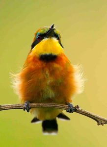 European Bee-Eater